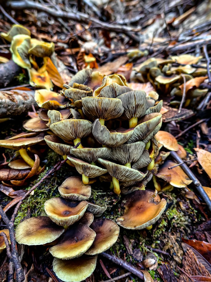 Hymenogastraceae eine Familie der Pilze und Flechten