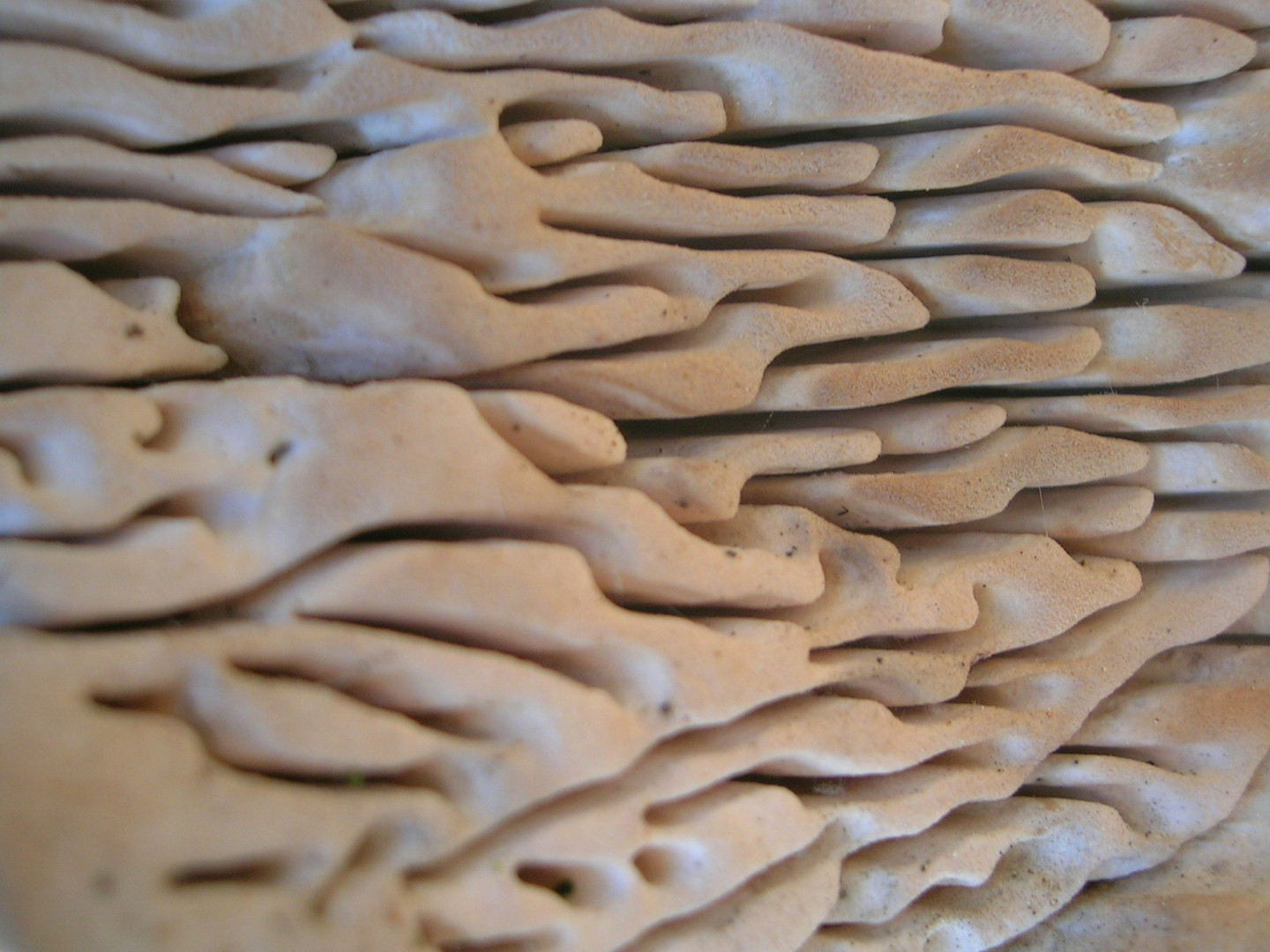 Hymenophor Foto & Bild pflanzen, pilze & flechten, pilze & flechten