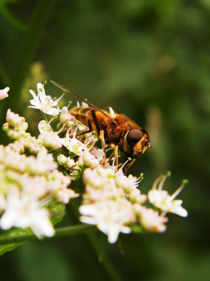 Hymenoptera