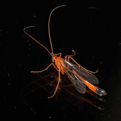 Hymenoptera, Ichneumonidae Enicospilus