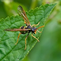 Hymenoptera, Tenthredo scrophulariae