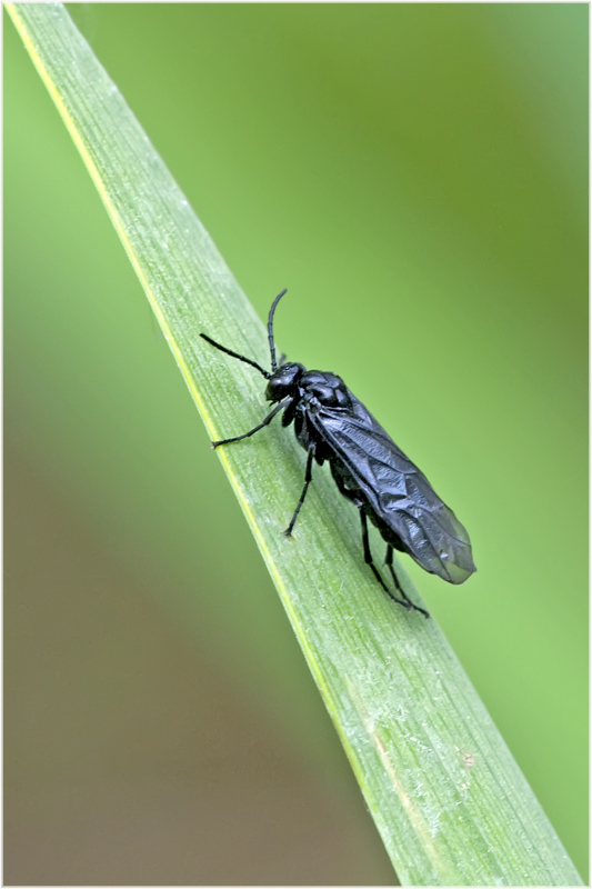 Hymenoptère : Arge sp.