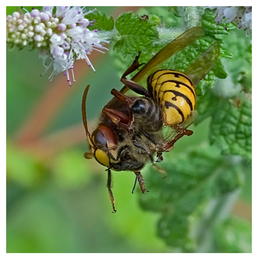 Hymenoptère : Frelon dévorant une abeille