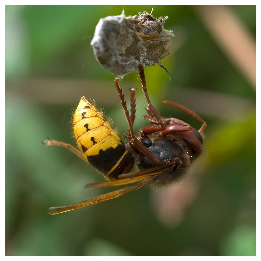 Hymenoptère : frelon fauchant le repas d'une araignée