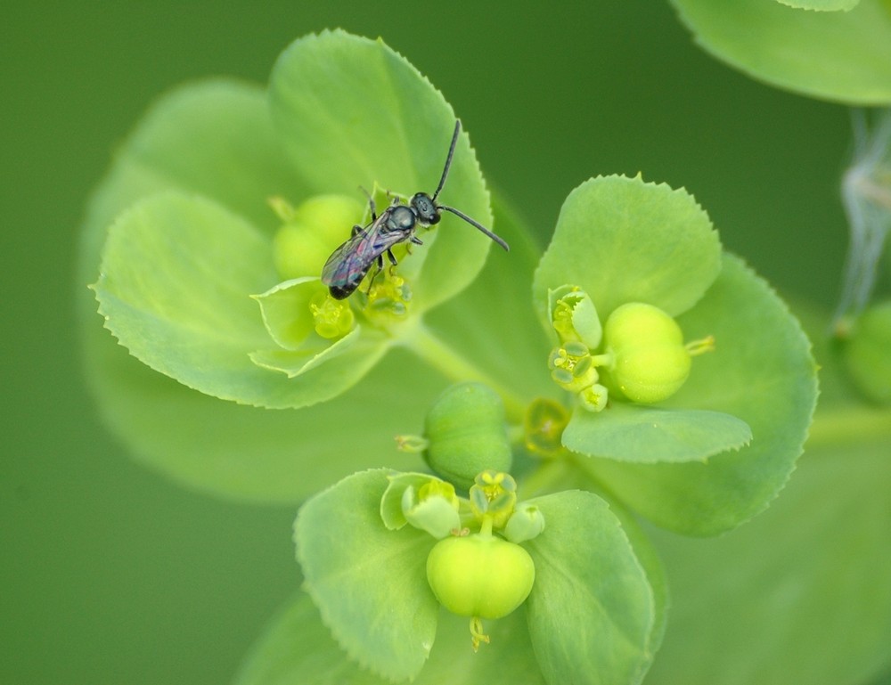 Hymenoptere Tenthredinidae sur une euphorbe