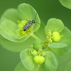 Hymenoptere Tenthredinidae sur une euphorbe