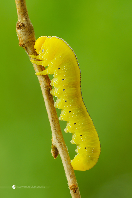 Hymenoptero Tenthredinidae