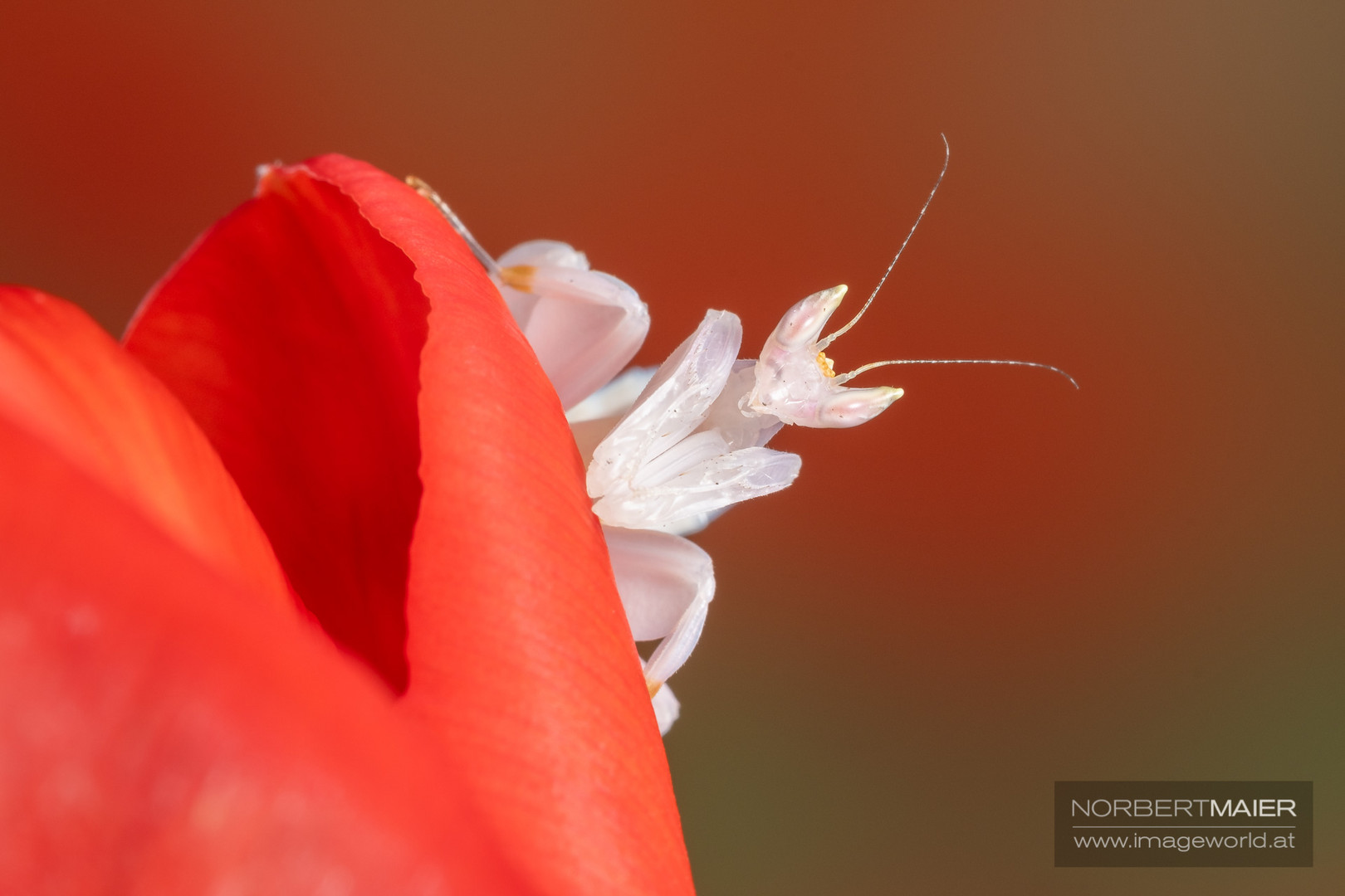 Hymenopus coronatus