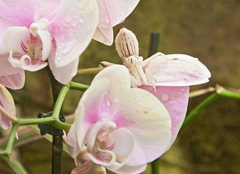 Hymenopus coronatus Foto & Bild tiere, wildlife, insekten Bilder auf