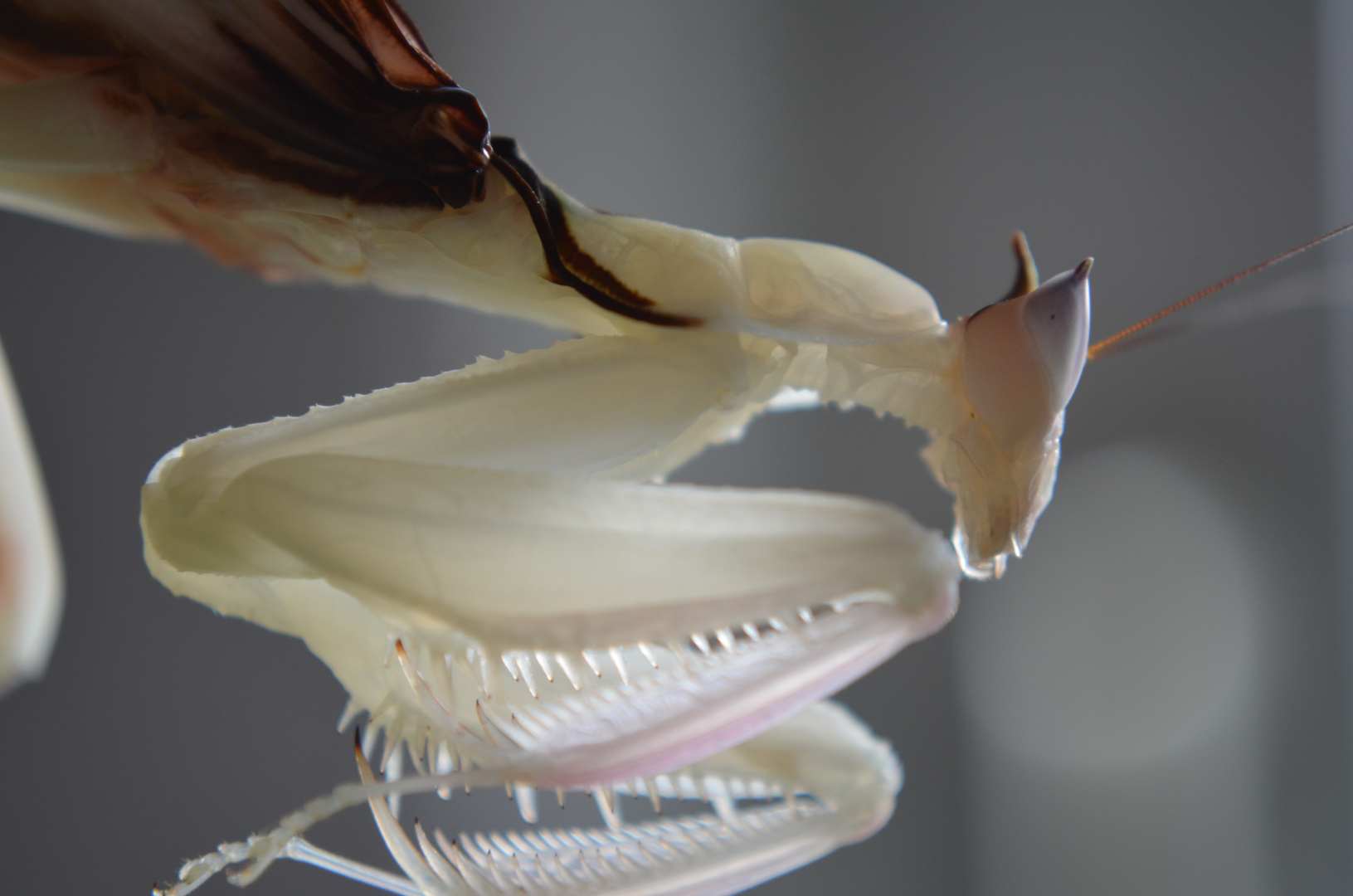 Hymenopus coronatus Foto & Bild tiere, haustiere, terraristik Bilder