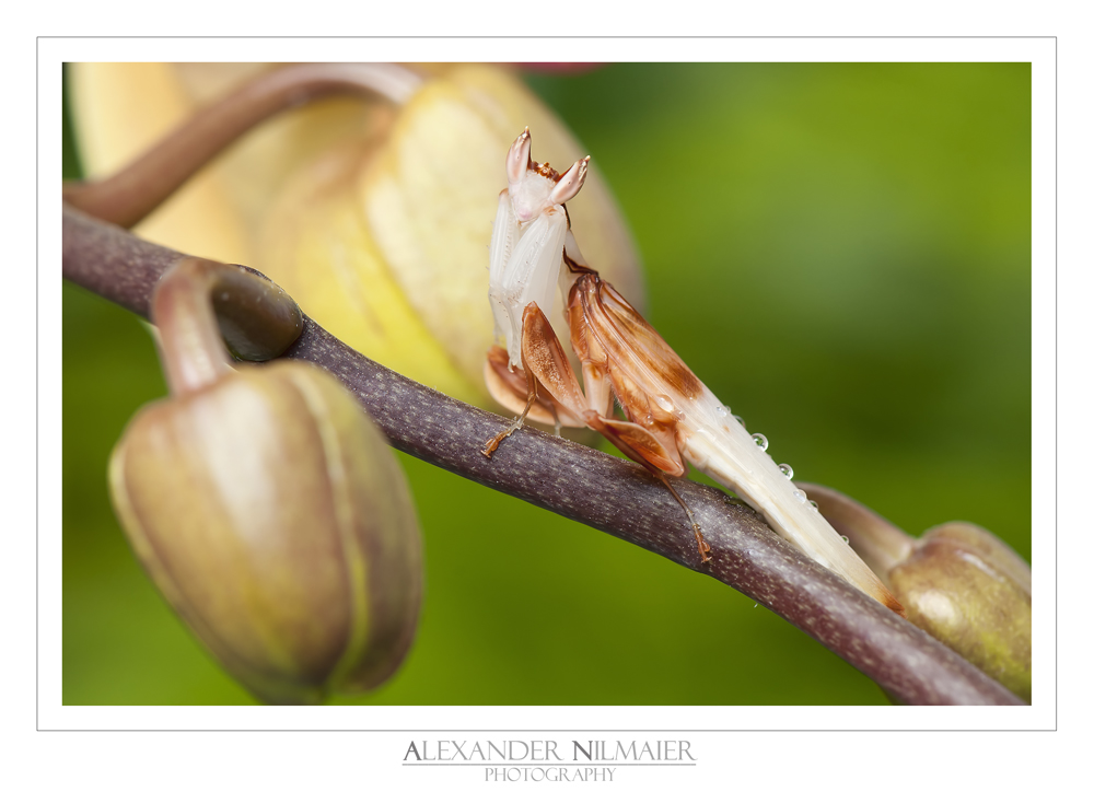 Hymenopus coronatus - adult