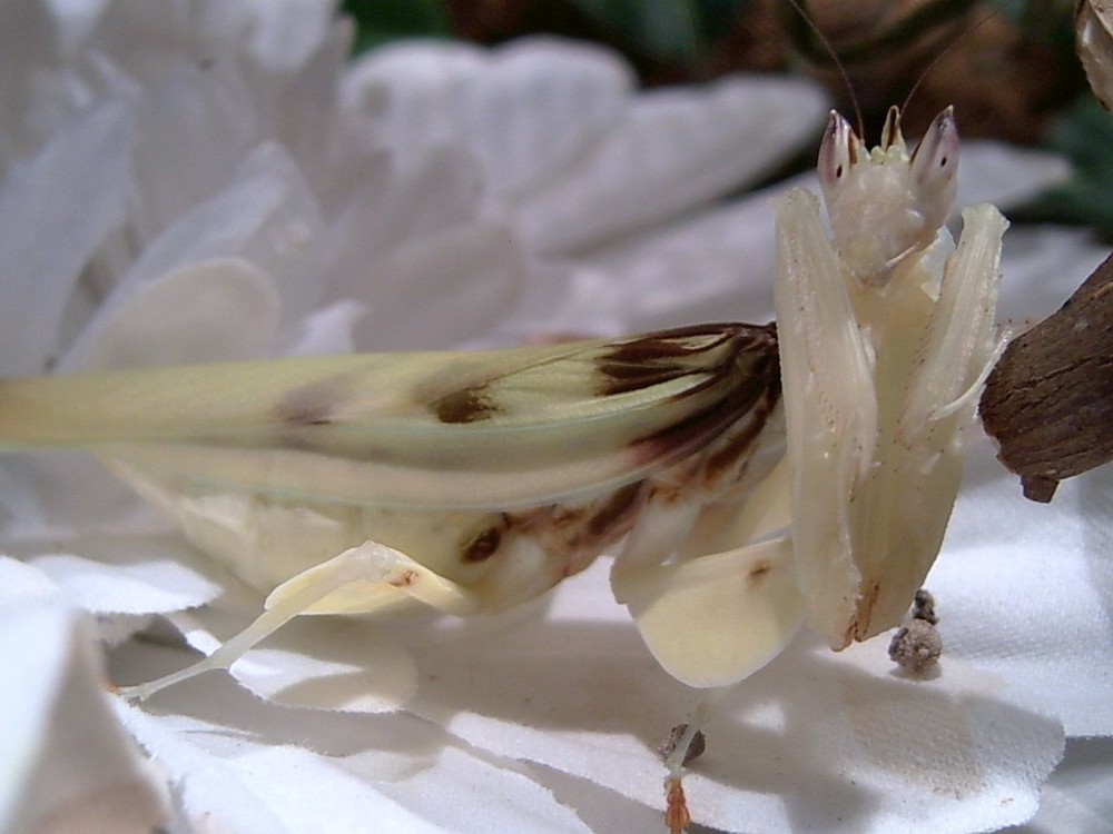 Hymenopus Coronatus (orchideenmantis)