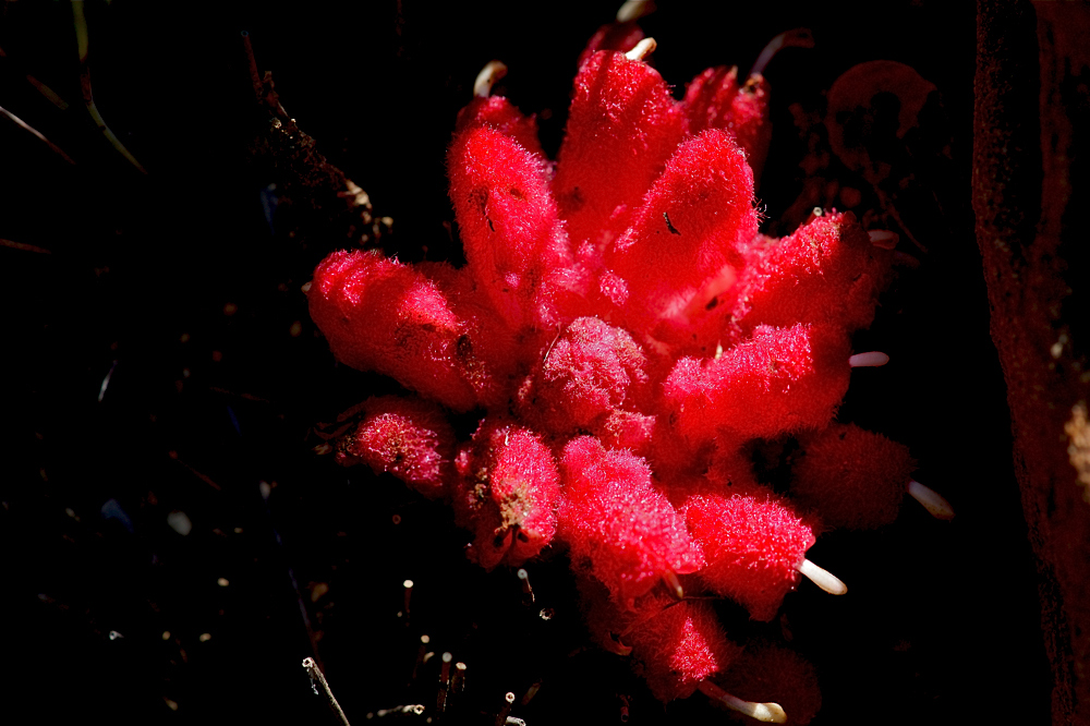 Hyobanche sanguinea