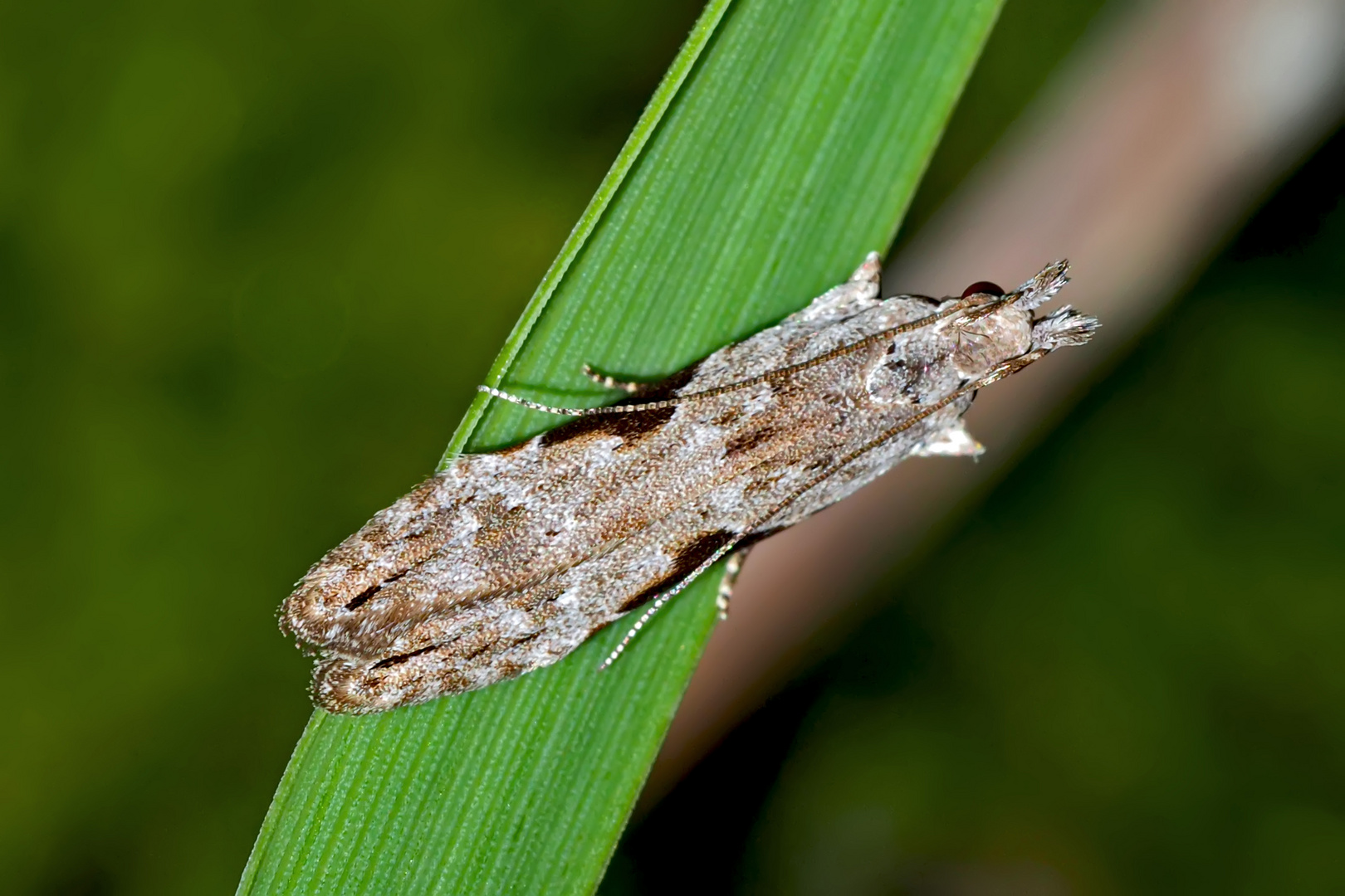 Hypatima rhomboidella: Familie der Gelechiidae (Palpenmotten)