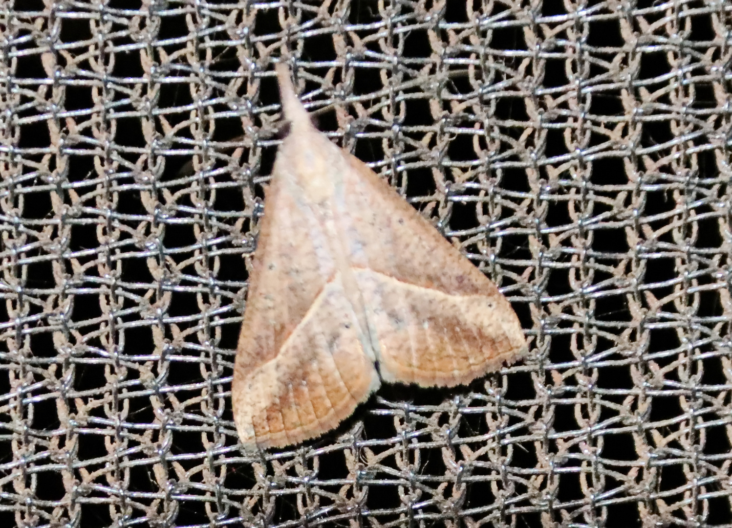 Hypena obacerralis