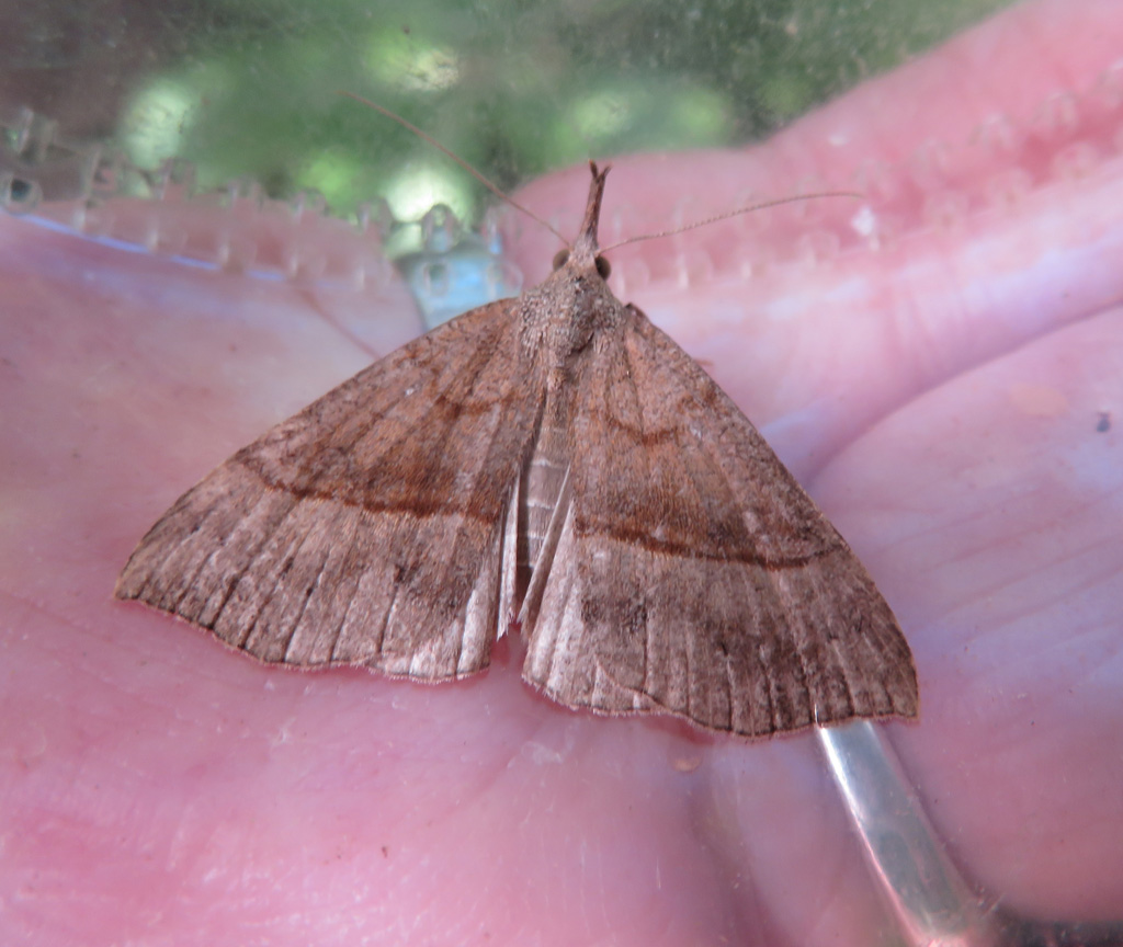 Hypena proboscildalis - Nessel Schnabeleule