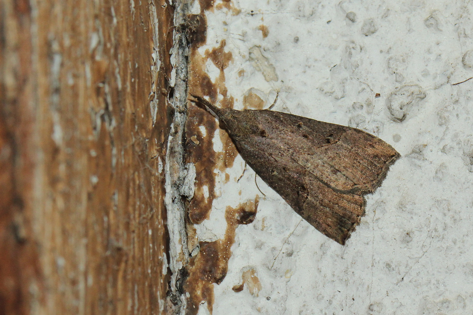 Hypena rostralis