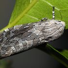 Hypercompe indecisa