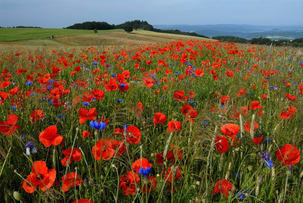 Hyperfocal Mohn