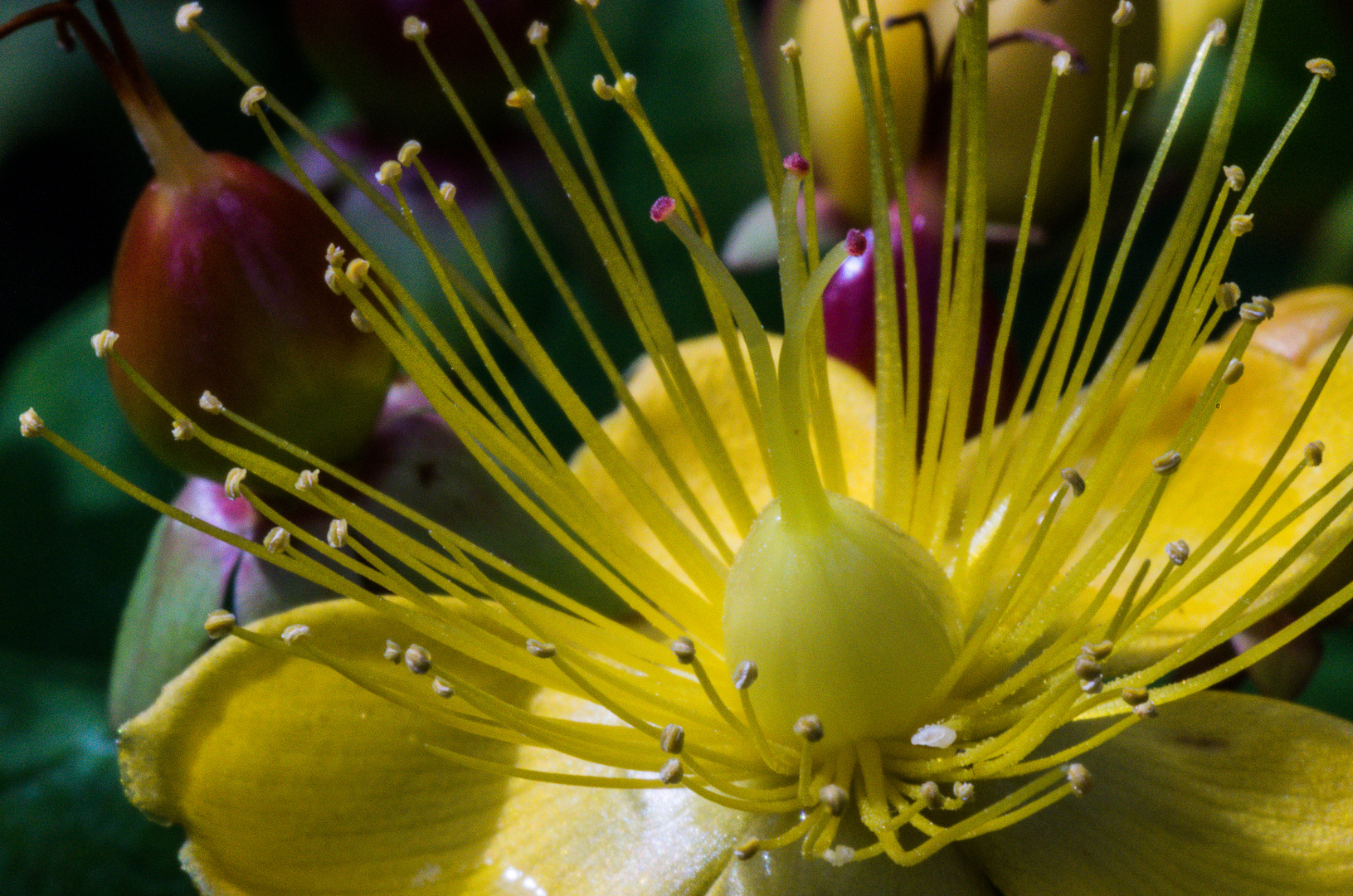 Hypericum