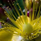 Hypericum