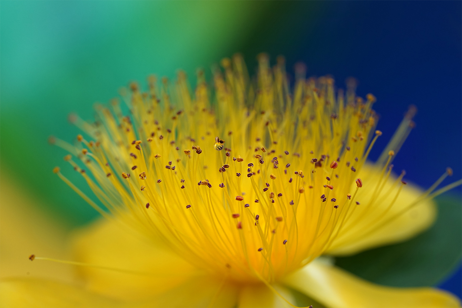 Hypericum Foto & Bild naturmakros, naturkreativ, aufnahmetechniken