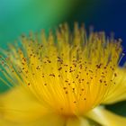 Hypericum