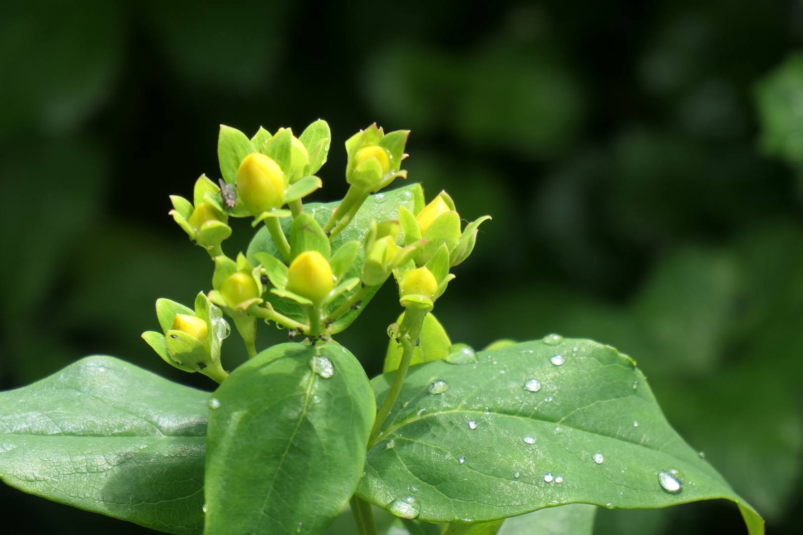 Hypericum