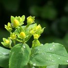 Hypericum