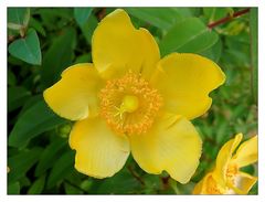 Hypericum