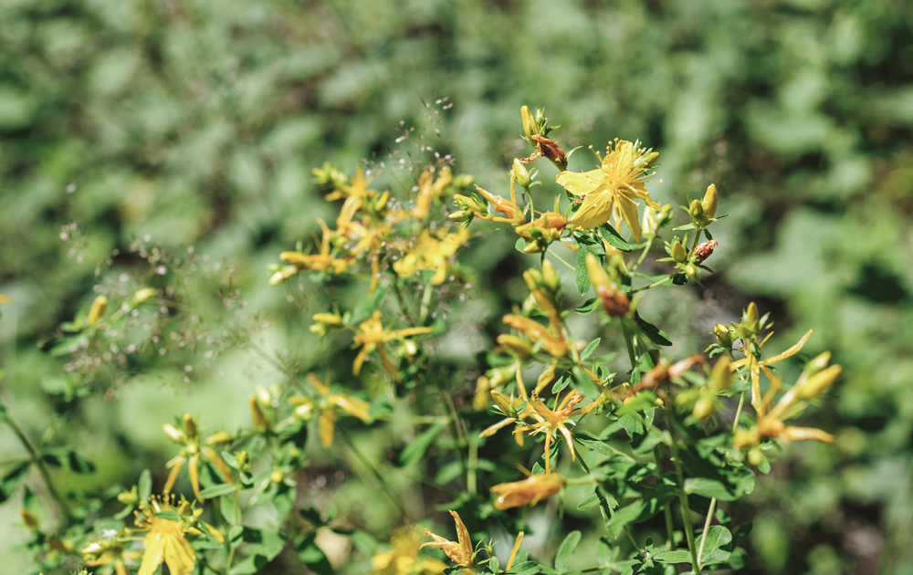 Hypericum