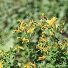 Hypericum