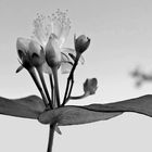 Hypericum androsaemum