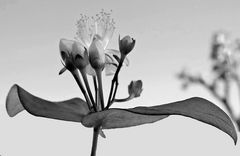 Hypericum androsaemum