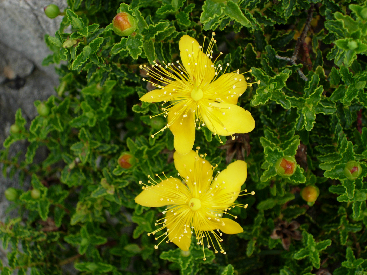 Hypericum balearicum