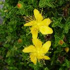 Hypericum balearicum