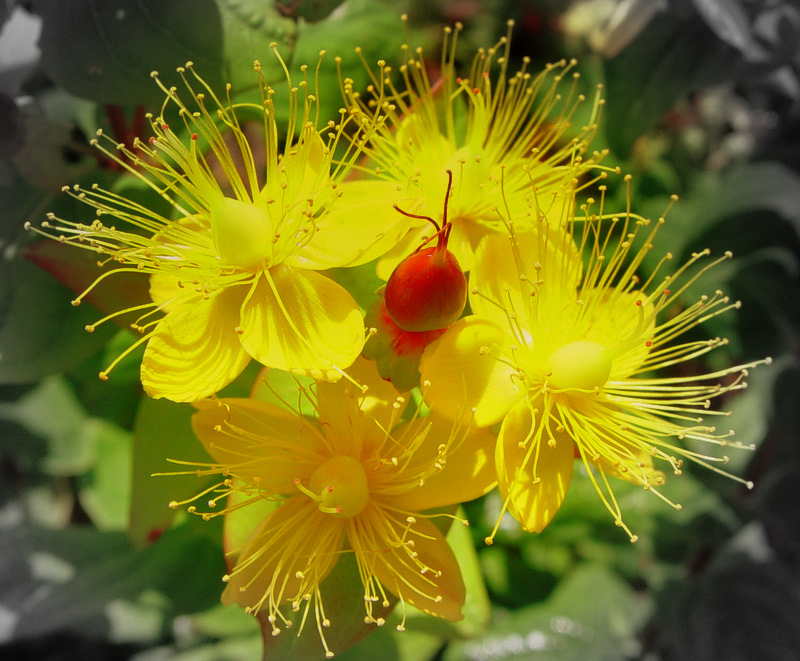 Hypericum