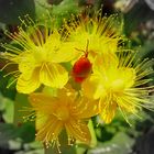 Hypericum