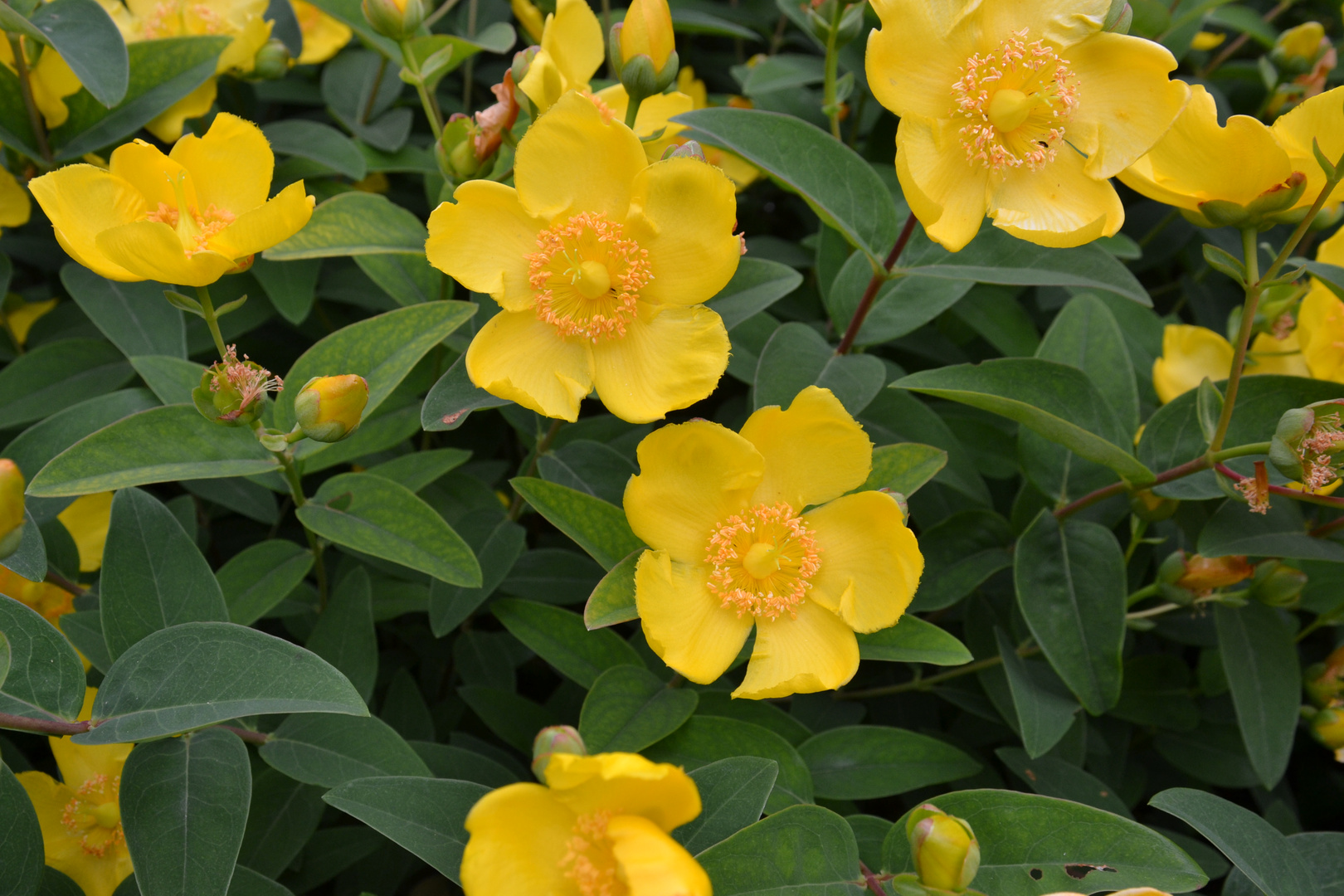 Hypericum calycinum