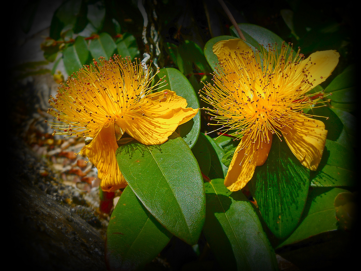 Hypericum Calycinum - Rose de Sharon