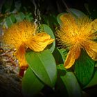 Hypericum Calycinum - Rose de Sharon