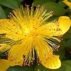 Hypericum Calycinum - Rose de Sharon