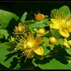 Hypericum