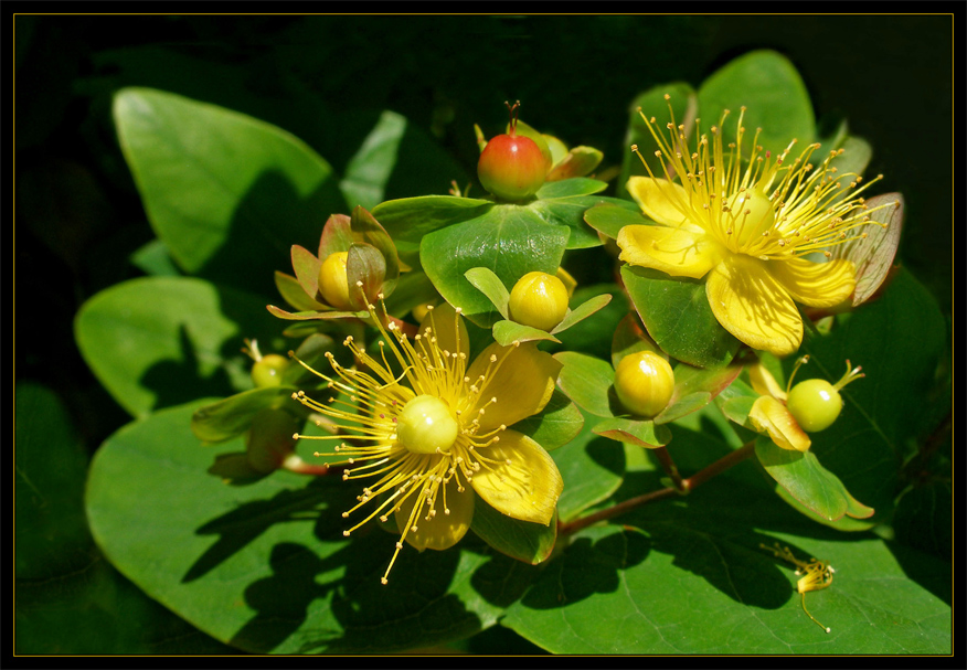 Hypericum