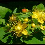 Hypericum