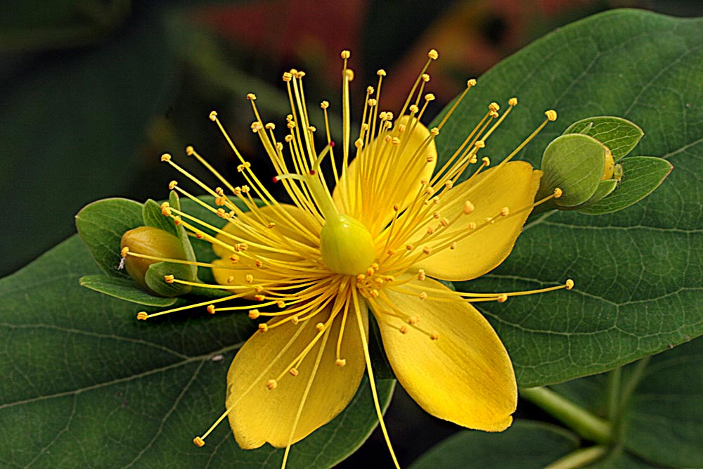Hypericum hircinum Foto & Bild pflanzen, pilze & flechten