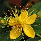 Hypericum hircinum