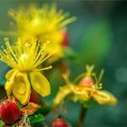 Hypericum inodorum