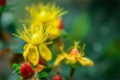 Hypericum inodorum