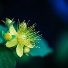 Hypericum inodorum